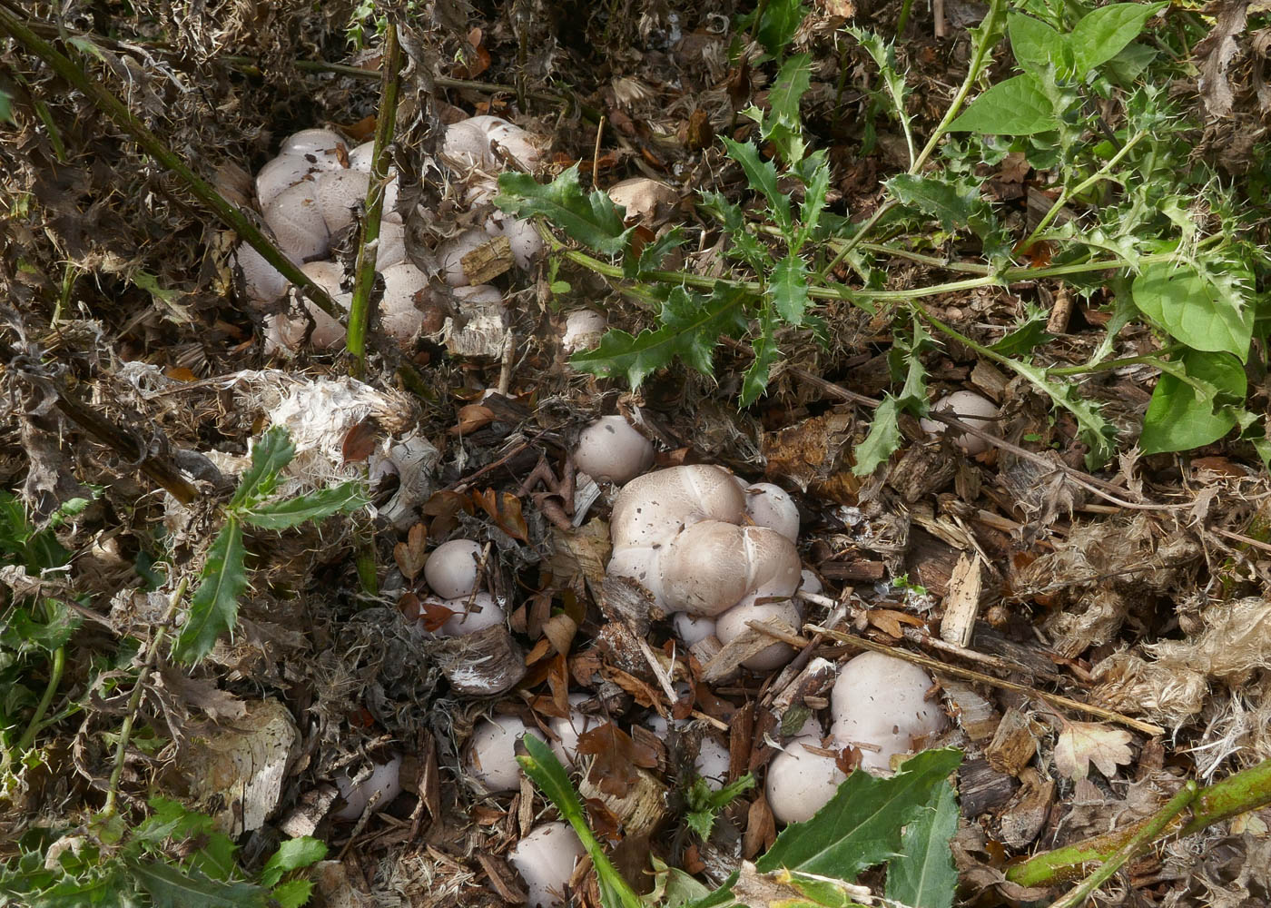 Photo © Jackie Ewan Clathrus archeri by Jackie Ewan